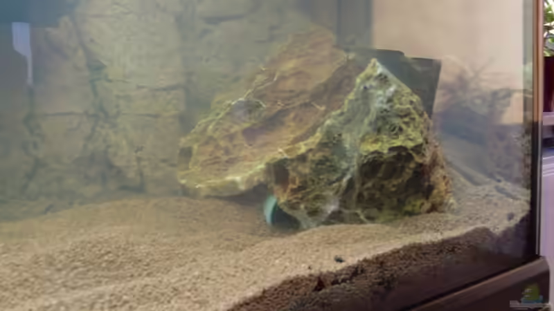 2x versteinerstes Laub. Im Vordergrund erkennt man noch das Rohr, welches als Höhle von SpL (21)