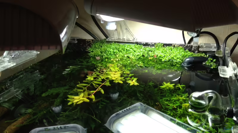 2x24W Dennerle von Walde (83)