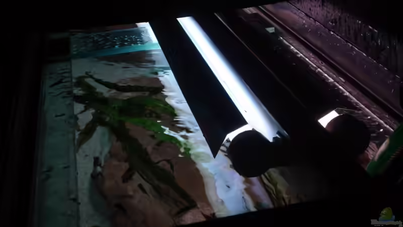 2x36W von LuckyHimself (11)