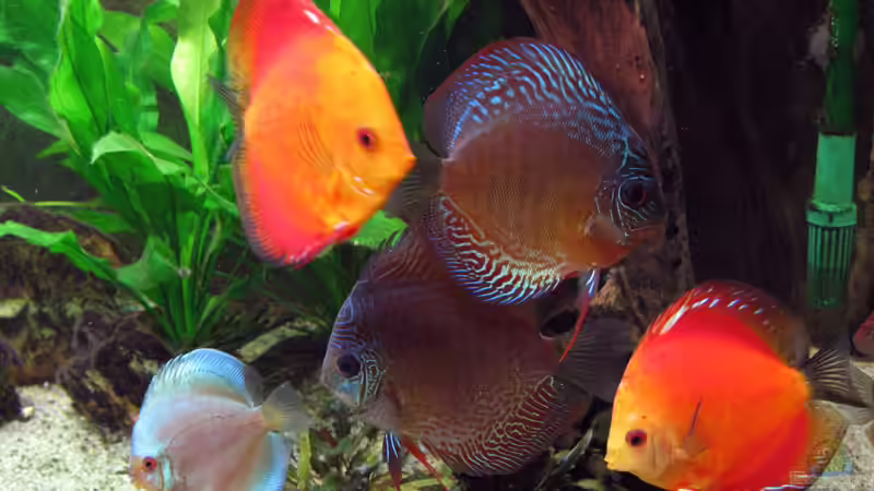 2xMarlboro, 2xSnakeskin, Blue Diamond (18.05.09) von Klaus Kastl (39)