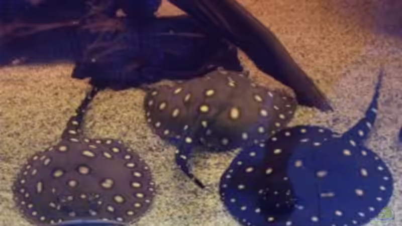 Aquarien mit Potamotrygon henlei (Feuerrochen)