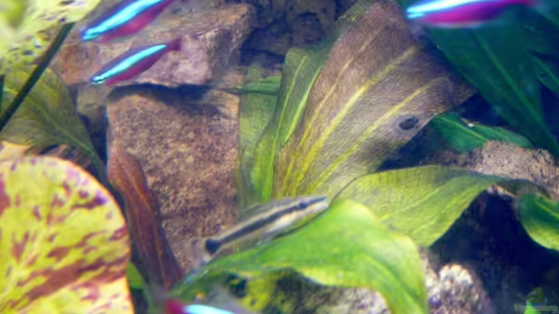 3.) Echinodorus ´Reni´ von Ravenclaw57 (12)