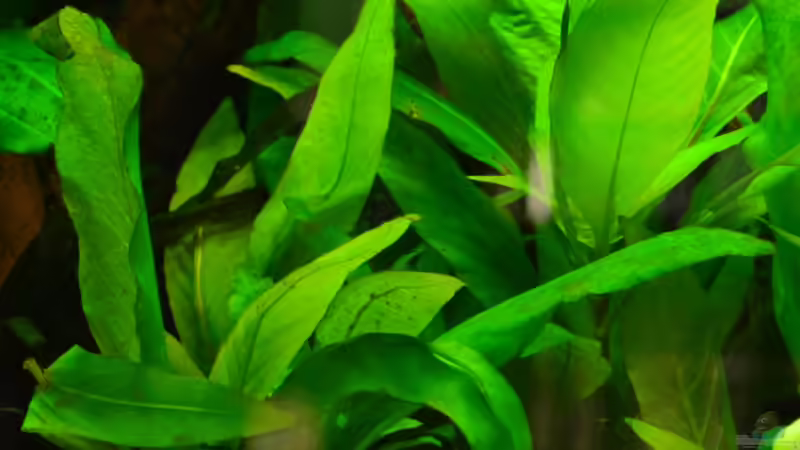 3. Hygrophila Corymbos Thailand von Daniela (8)
