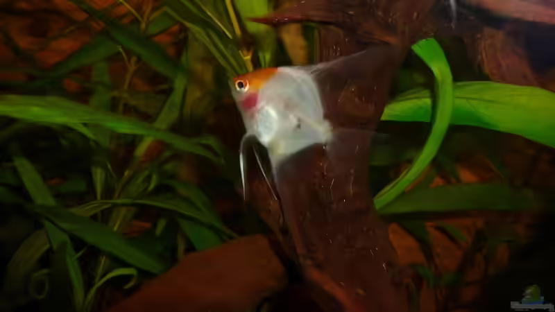 3. Segelflosser Gold von Helmut Stallhofer (21)