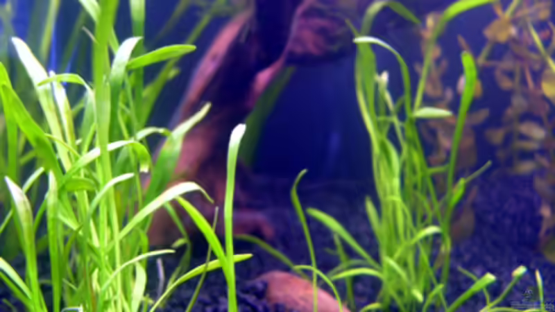 3. Tag - unbekannte Graspflanze von *angelfish* (10)