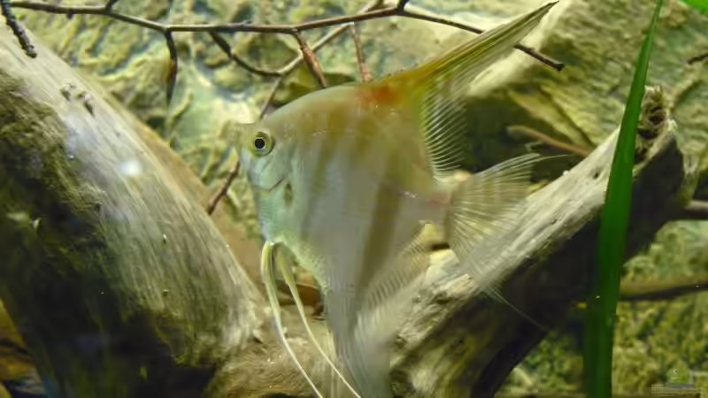 3 1/2 Monate von DerImperator (24)