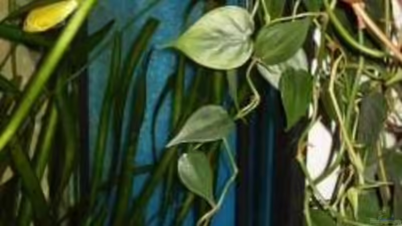 3,1.2010 Ablaufschacht gefüllt mit Filterschaumstoff grob von Mats (44)