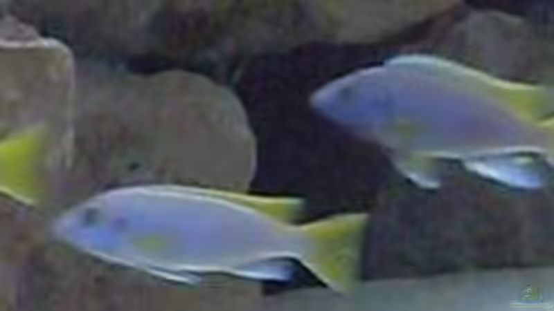 3.1.2010 Acai Verfolgunsjagd  von Mats (52)