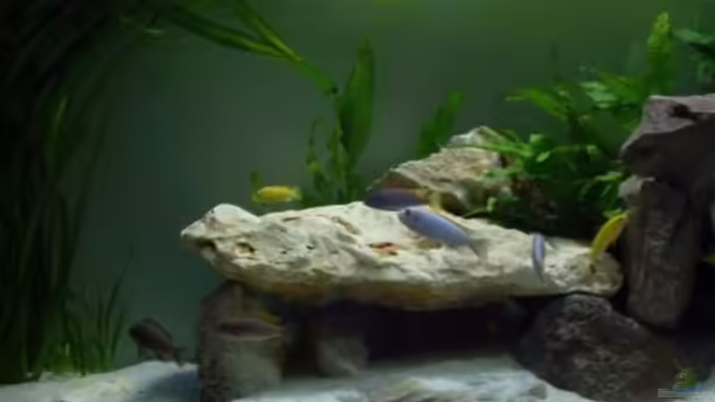 3.1.2010 Ansicht links ein wenig umgebaut von Mats (32)