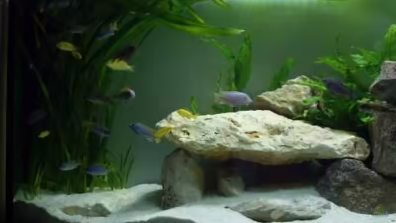 3.1.2010 nochmal Ansicht von links nach kleinerem umgebaut von Mats (33)