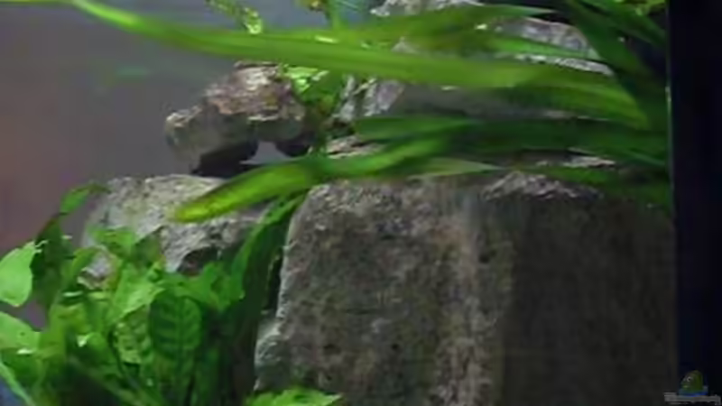 3.1.2010 Vallisneria gigantea + Javafarn von Mats (25)