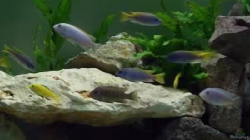 3.1.2010 von Mats (55)