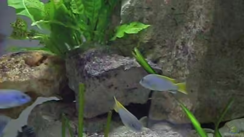 3.1.2010 von Mats (57)