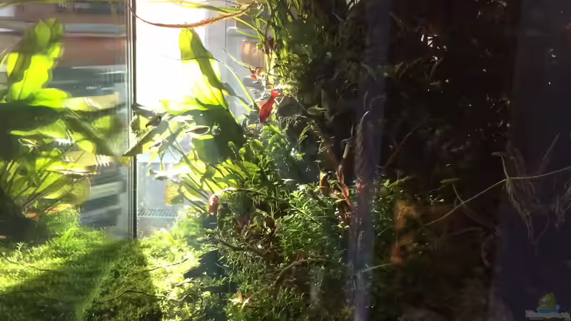 3/17 von frankHH (2)