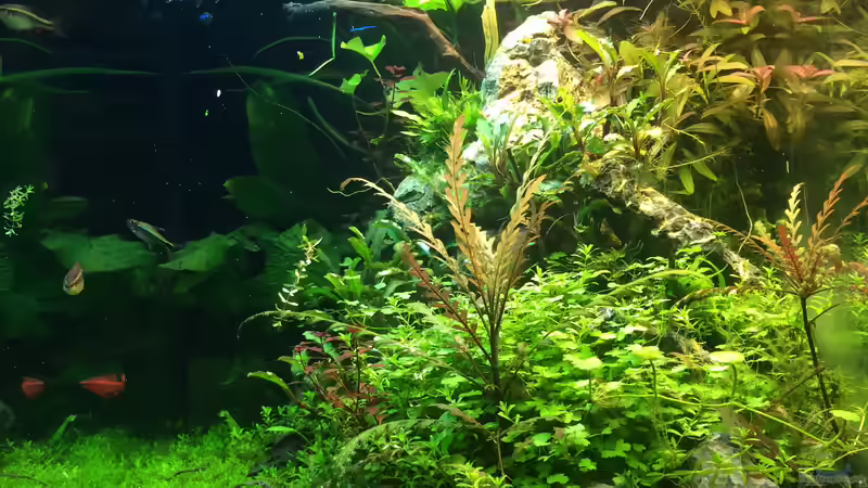 3/17 von frankHH (3)