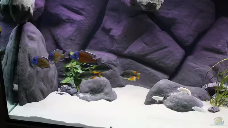 3/3 Copadichromis Kadango red fin von Vision112 (41)