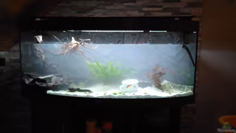 3/4 voll????. Die Wurzeln treiben noch an der Oberfläche da sie neu bzw. länger von AdrianSoS (23)