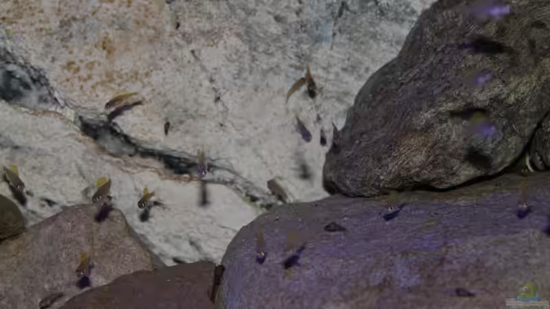 3,5 Monate alt von The Pictus catfish (23)