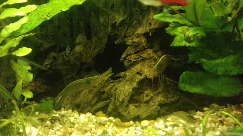 3 Amanogarnelen auf der Wurzel von manala (39)