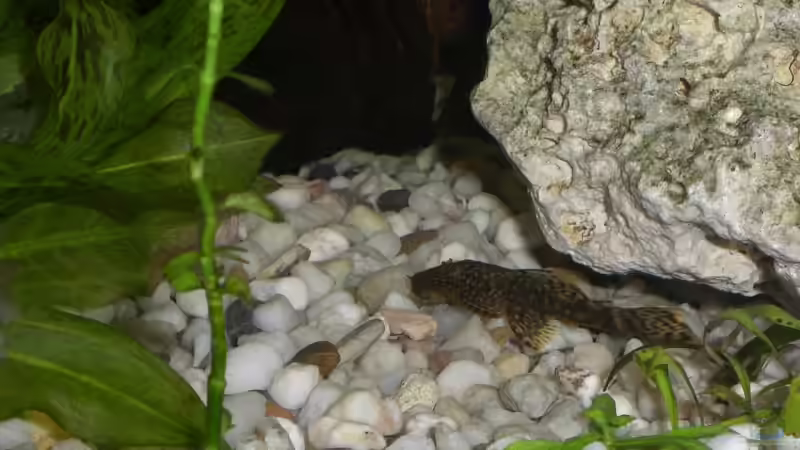 3 Ancistrus sp. ( Hatnischwels ) von EO (28)