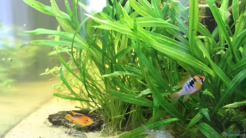 3 Arten  von Schnuppe (10)