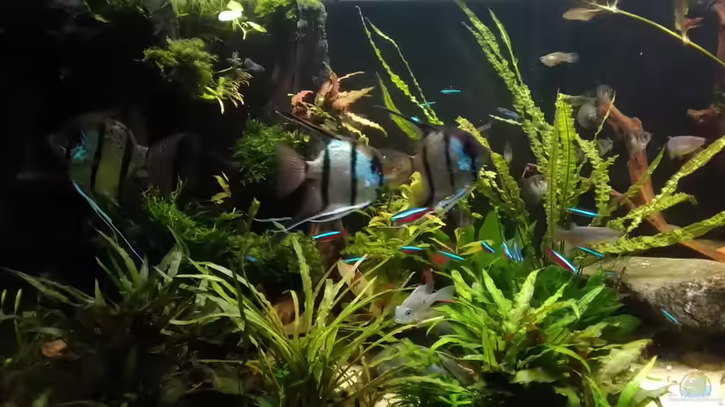 3 auf einen Schlag - im Juli 2017 von Grünhexe (169)