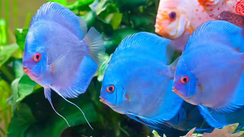 3 Blue Diamonds von propeller (5)