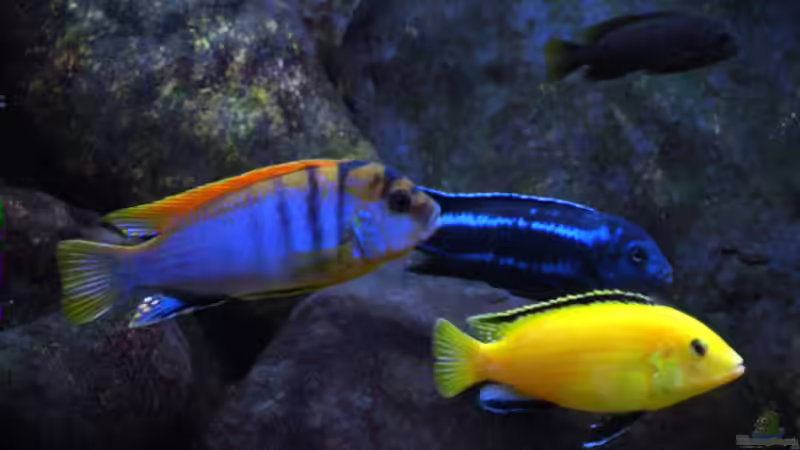 3 Böcke  07.02.2006 von Tilo Schmiedl (24)