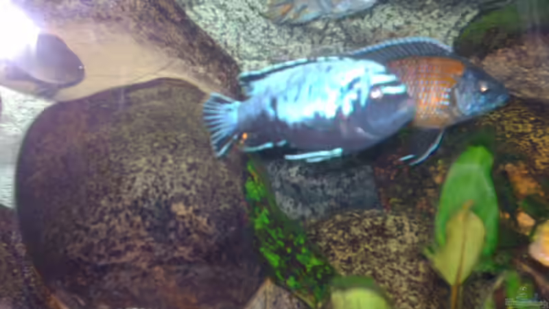 3 Böcke: Ps. msobo magunga, Labeotropheus fulleborni, Copadichromis borley kadango red fin von Jens Szymaniak (11)