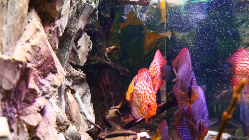 3-D Rückwand von Daniel O. (5)