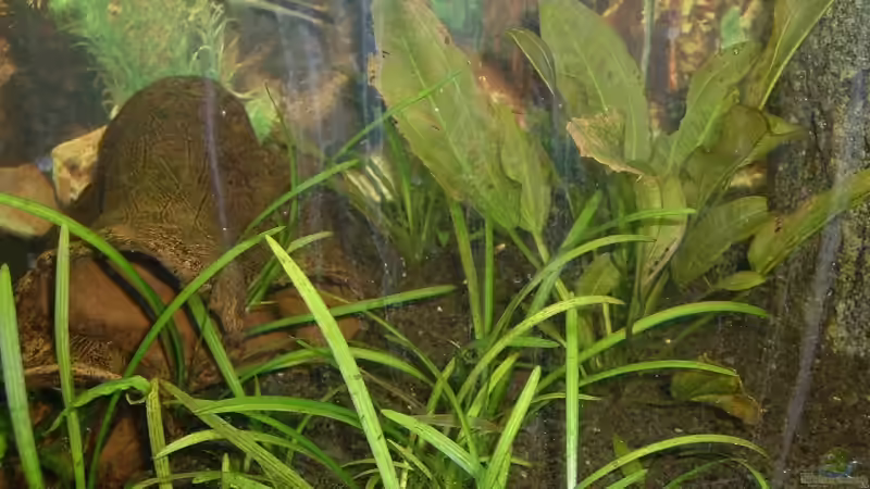 3 fach Tonröhre (eigenbau) von Jean Pierre Seifert (6)