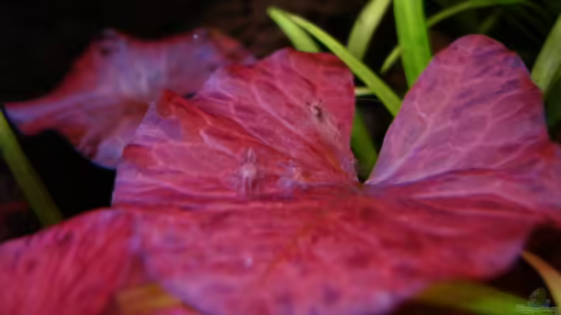 3 Garnelen auf dem Blatt Top Tarnung von Sabrina Schäfer (16)