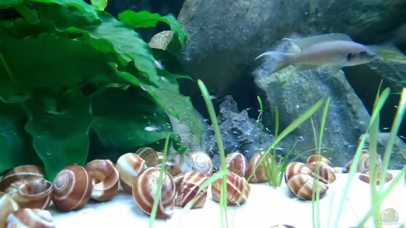 3 Generationen Burundis ;-) von Trooper (62)