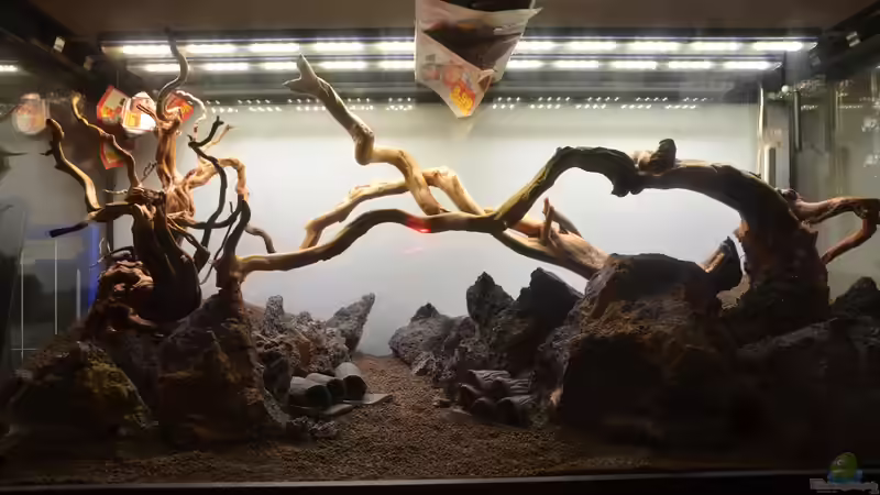 3 große rote Moorwurzeln sind grob plaziert von Gallius (19)