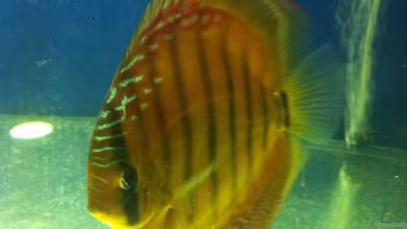 3 Gruppe August von maxarl (49)