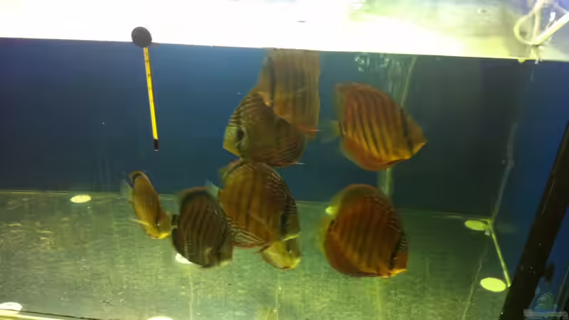 3 Gruppe August von maxarl (52)