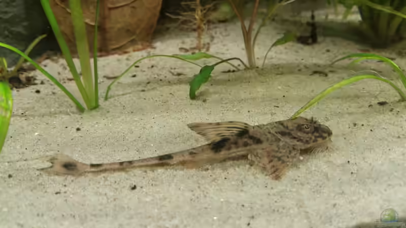 3 Hexenwelse habe ich auch noch.... von Patrick`s Amazonas (27)