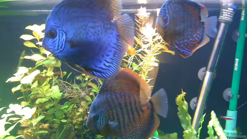 3 im Eck von Niki DJC (2)