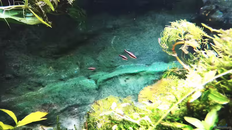 3 Kaisersalmlerwelpen von Lance Hardwood (69)