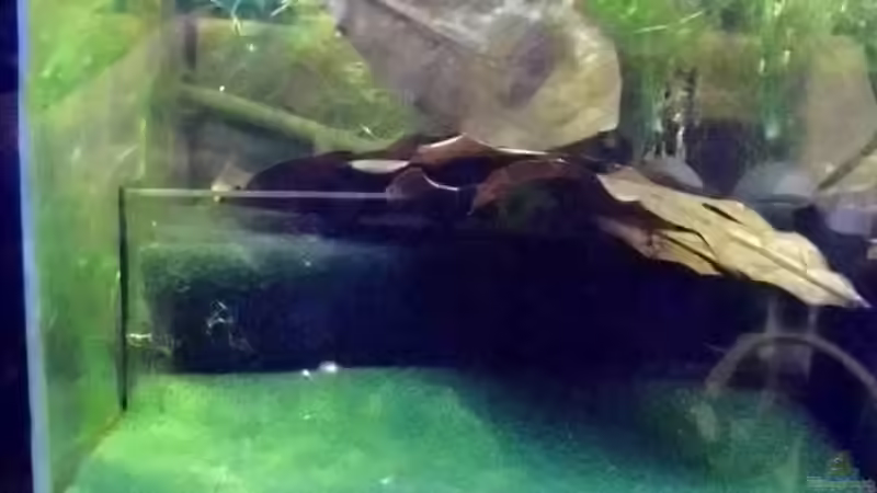 3 Kammer Filter mit Seemandelbaumblätter  von snooze (16)