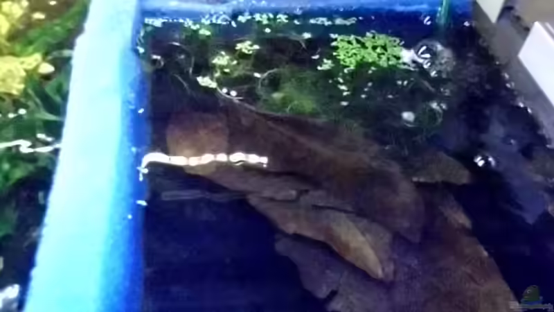 3 Kammerfilter Draufsicht von snooze (17)