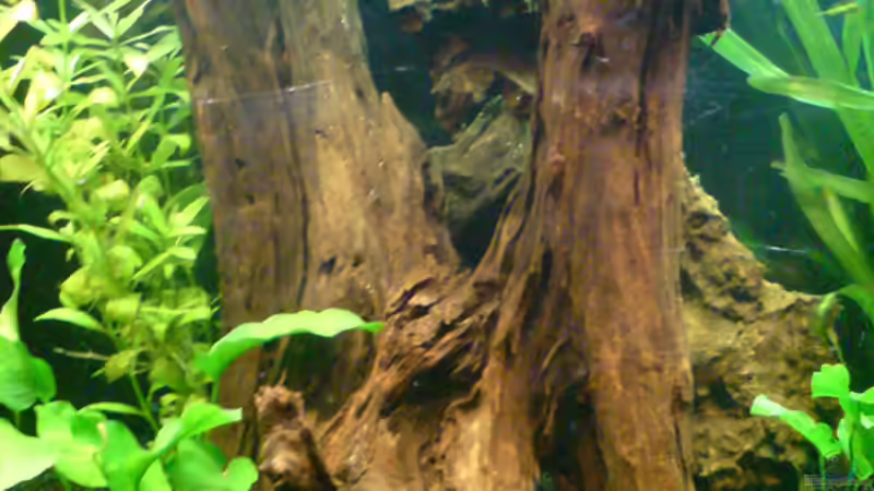 3 Kg XL-Wurzel von Brownson (12)