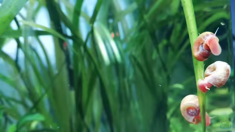 3 kleine rote Posthornschnecken von Sarah_Schneider (23)