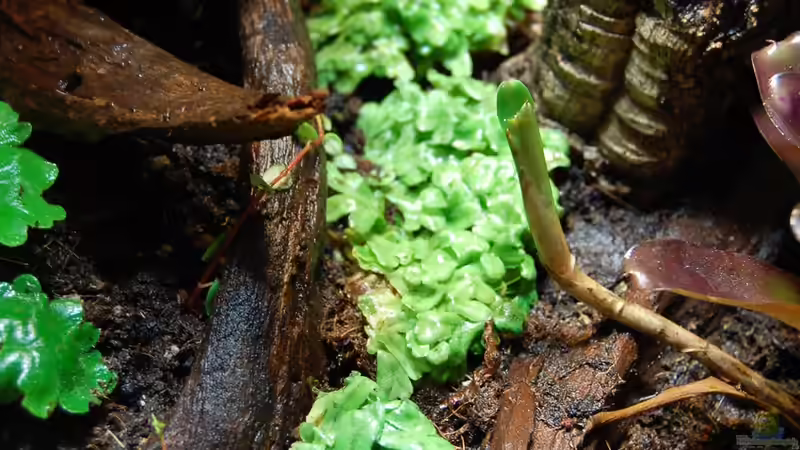 3 Lebermoos-Pölsterchen...mittlerweile gut zusammen gewachsen von Junglist (16)