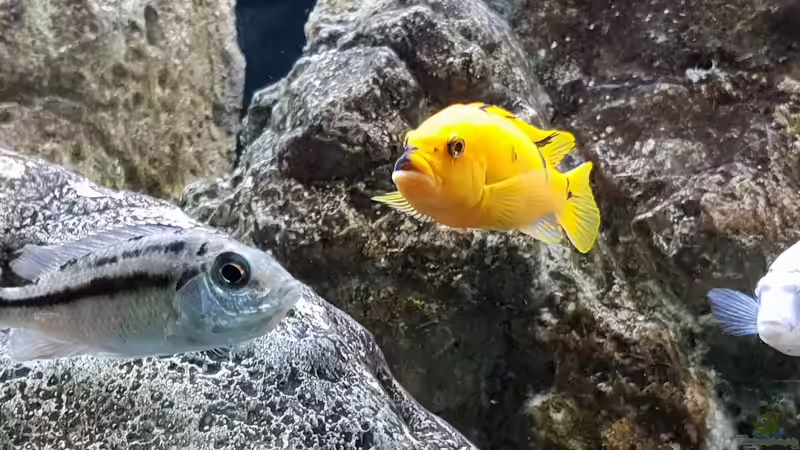 3 Mädls :D  von Mel (35)