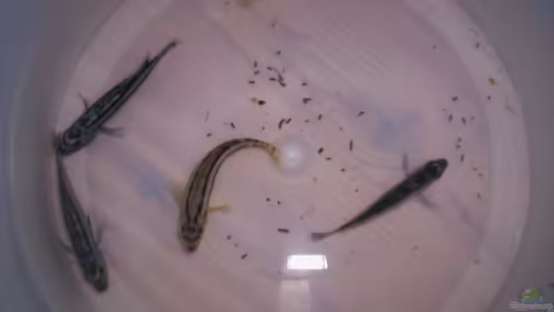 3 mainganos und ein auratus W kurz vorm Einzug von Niko P. (33)