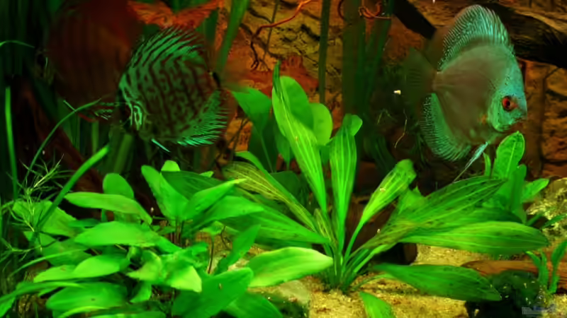 3 meiner Disken am 23.07.11 von ~Marco~ (56)