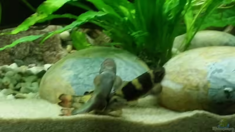 3 meiner Panda-Saugbarben (Garra flavatra) von Alexander987 (5)