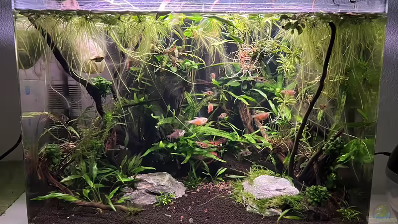 3 Monate alt von Rena (10)