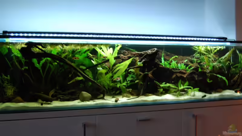 3 Monate nach dem Aufbau des Beckens... von Berlin42 (22)